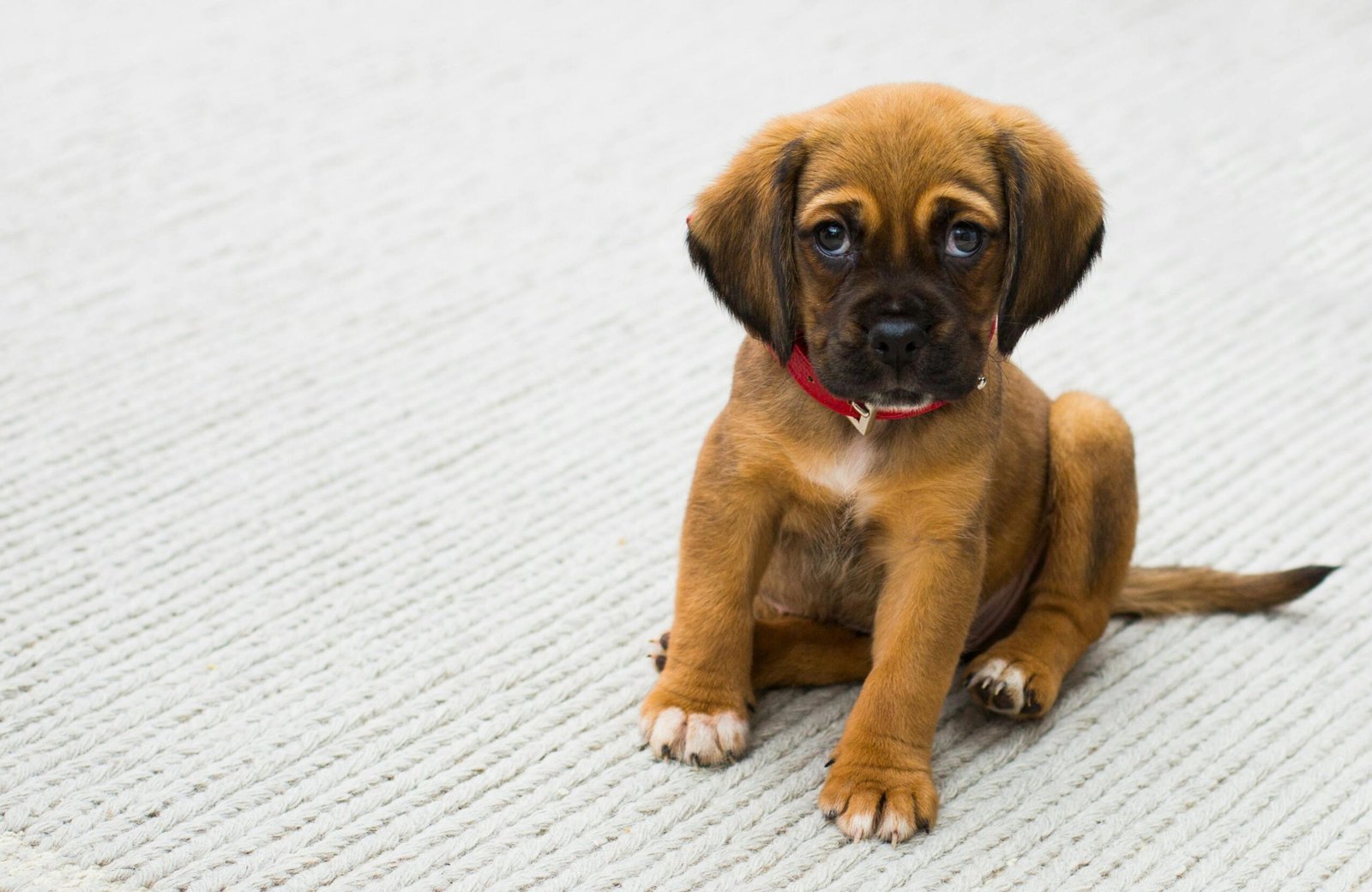 Les articles pour chiens et chats indispensables pour un quotidien heureux et équilibré