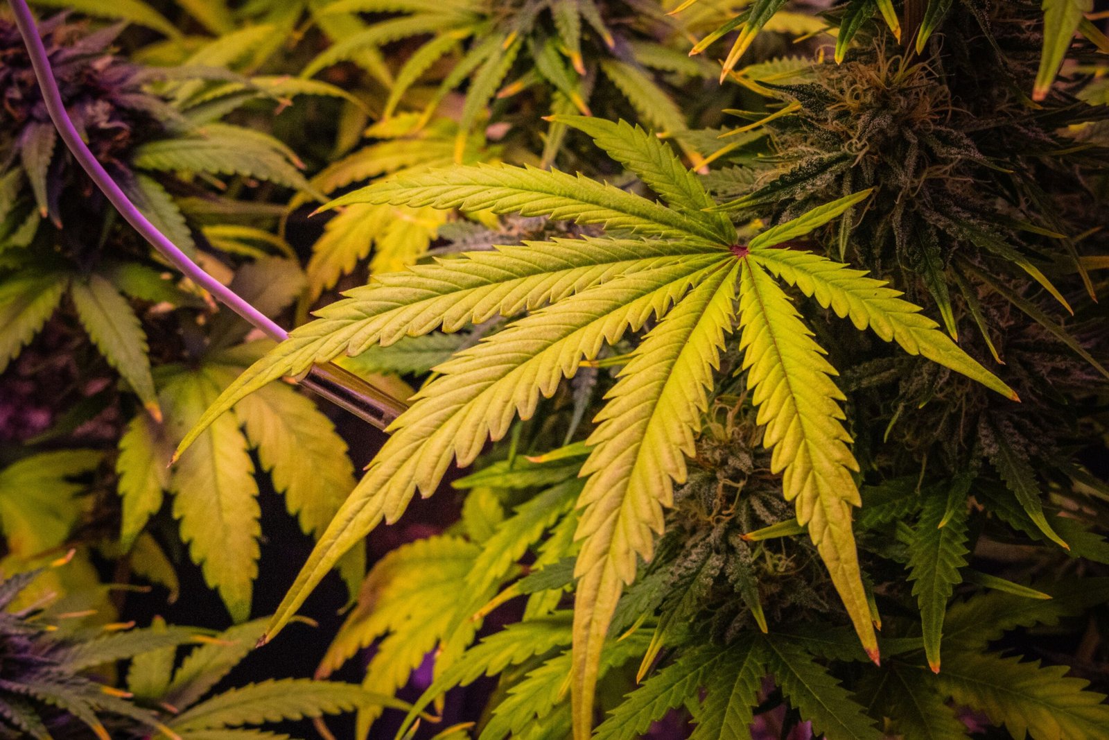 Bien conserver ses fleurs de cannabis : les bons gestes au quotidien