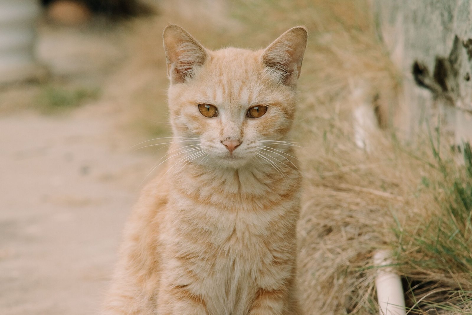 Distributeur automatique ou gamelle classique : quelle solution choisir pour nourrir son chat ?